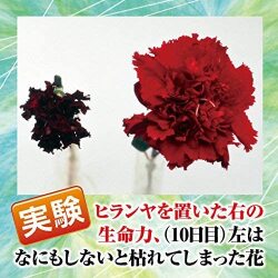 ヒランヤシール効果